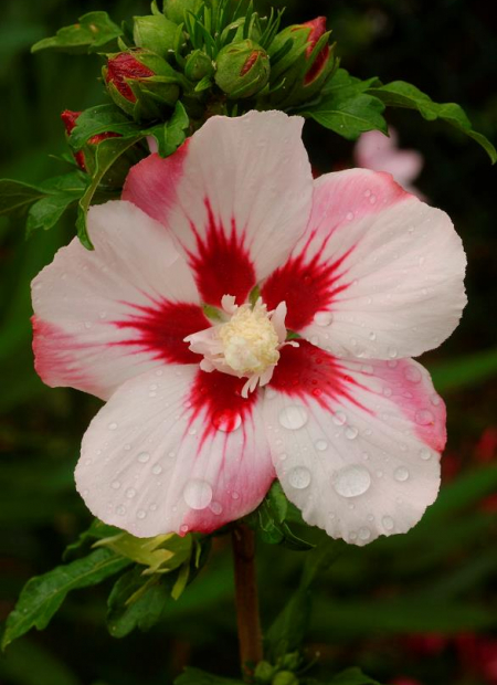 © Hortival Diffusion - Tous droits réservés