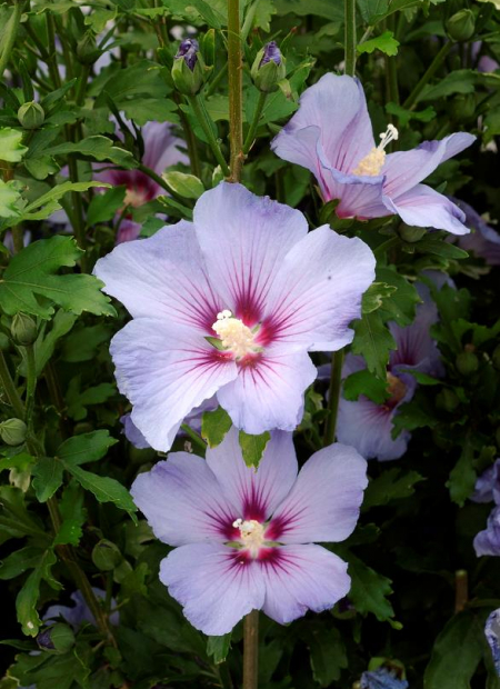 © Hortival Diffusion - Tous droits réservés