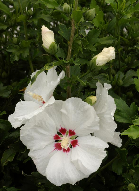 © Hortival Diffusion - Tous droits réservés