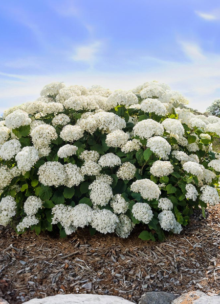 ©Bailey Nurseries (US)