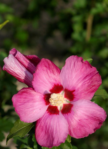 © Hortival Diffusion - Tous droits réservés