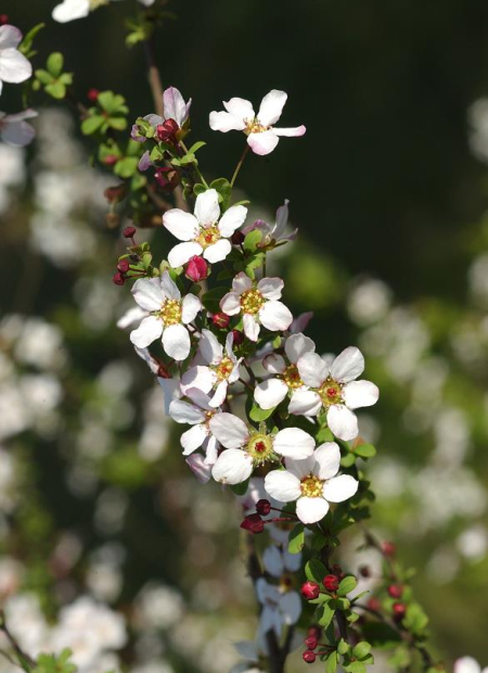 © Hortival Diffusion - Tous droits réservés