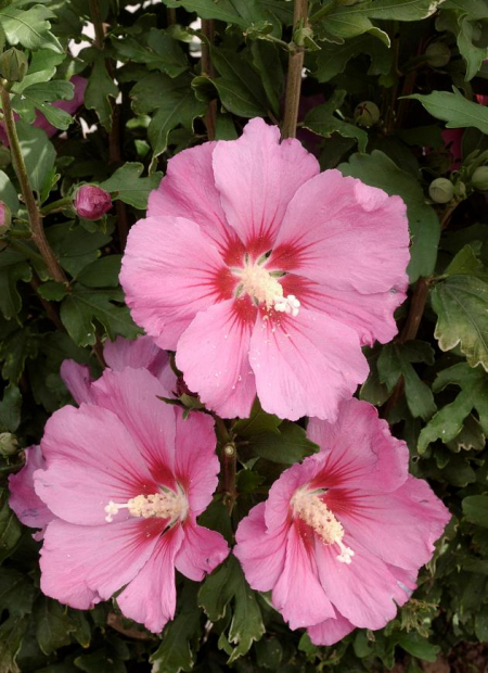 © Hortival Diffusion - Tous droits réservés