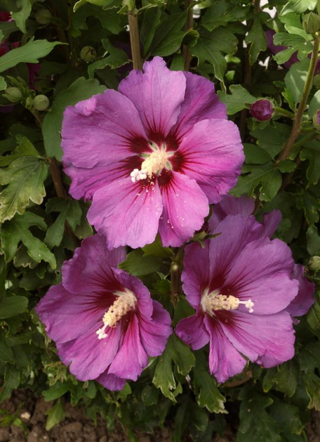 © Hortival Diffusion - Tous droits réservés