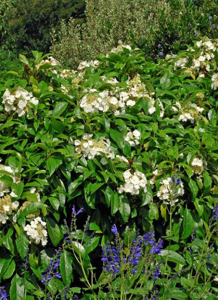 © Hortival Diffusion - Tous droits réservés