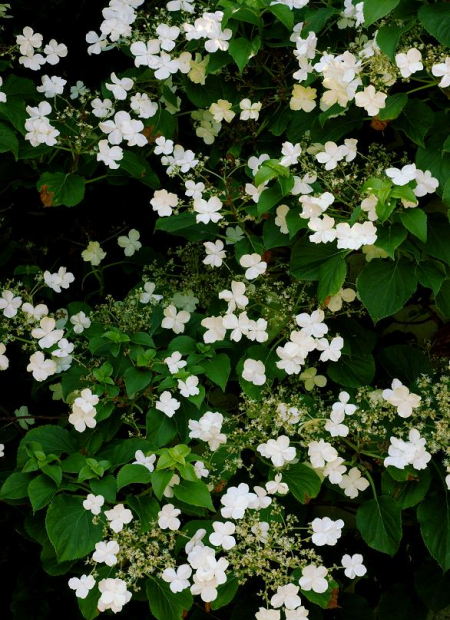 © Hortival Diffusion - Tous droits réservés