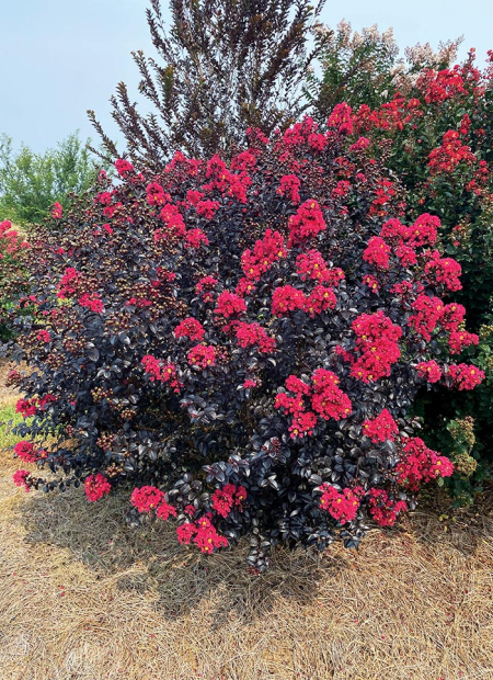 ©Spring Meadow Nursery (US)