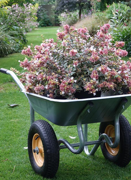 © Hortival Diffusion - Tous droits réservés