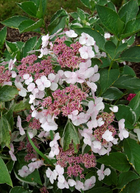 © Hortival Diffusion - Tous droits réservés