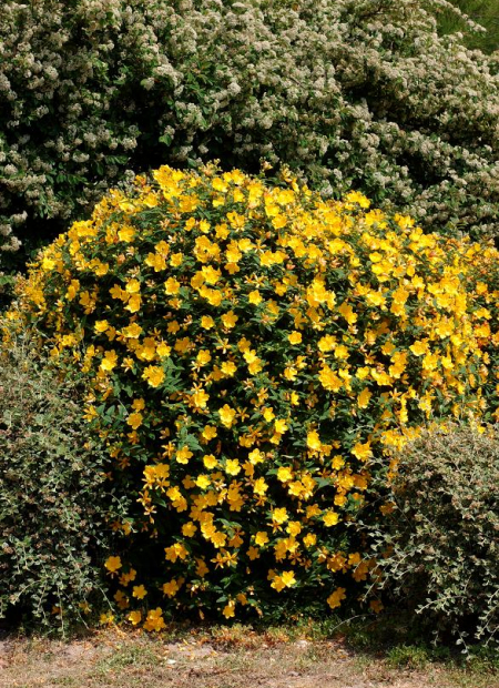 © Hortival Diffusion - Tous droits réservés