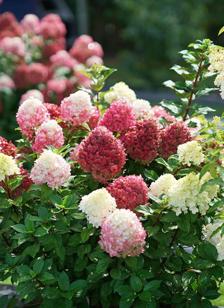 ©Bailey Nurseries (US)