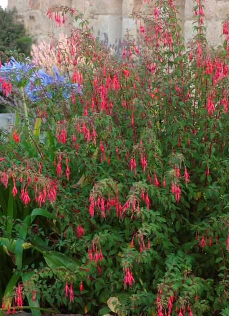 © Hortival Diffusion - Tous droits réservés