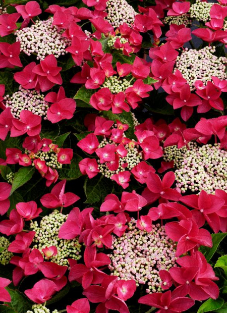 © Hortival Diffusion - Tous droits réservés