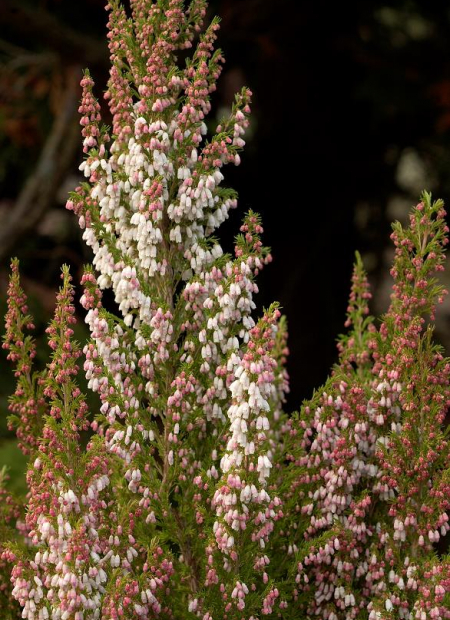© Hortival Diffusion - Tous droits réservés