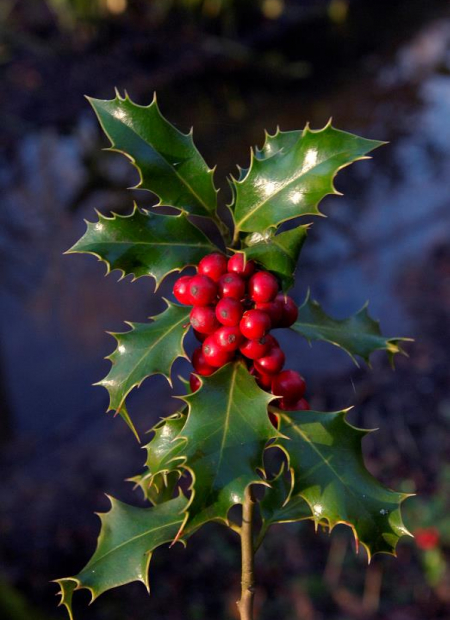 © Hortival Diffusion - Tous droits réservés
