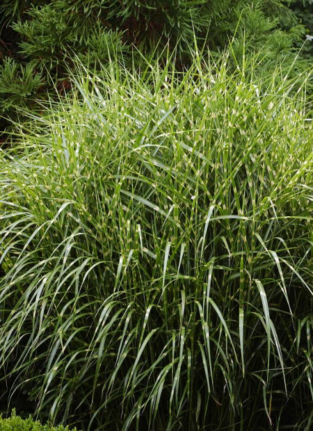 © Hortival Diffusion - Tous droits réservés