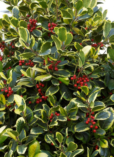 © Hortival Diffusion - Tous droits réservés