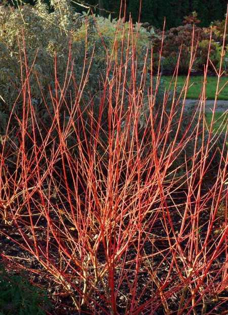 © Hortival Diffusion - Tous droits réservés