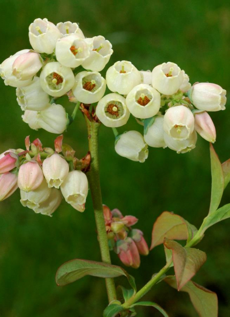 © Hortival Diffusion - Tous droits réservés