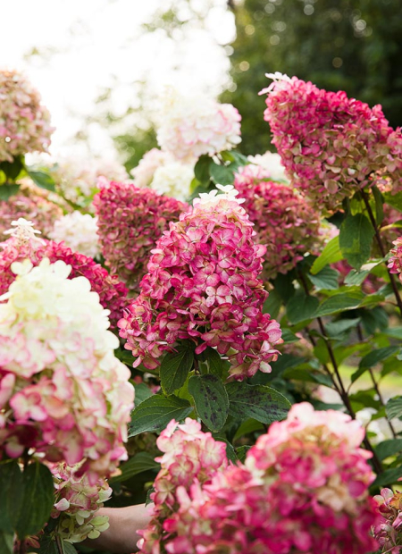 © LIVING CREATIONS®