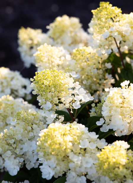 © LIVING CREATIONS®