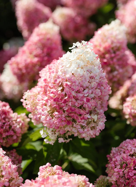 © LIVING CREATIONS®