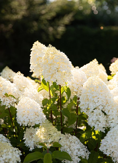 © LIVING CREATIONS®