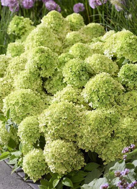 © Visions-LIVING CREATIONS®