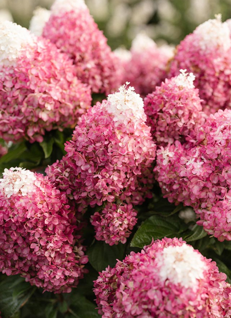 © LIVING CREATIONS®