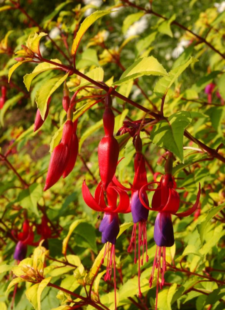 © Hortival Diffusion - Tous droits réservés
