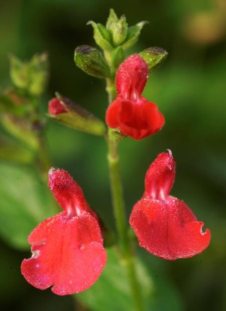 © Hortival Diffusion - Tous droits réservés