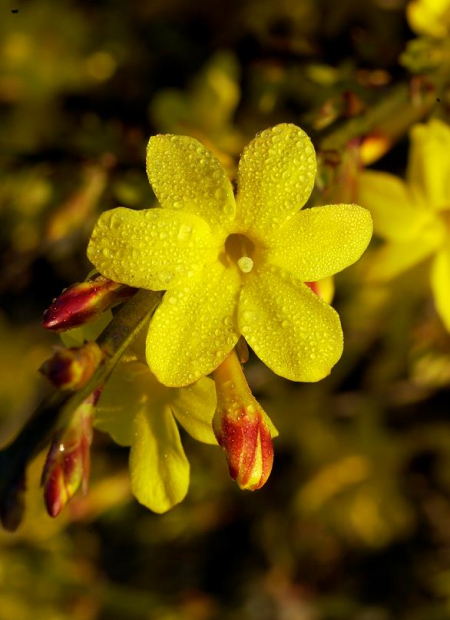 © Hortival Diffusion - Tous droits réservés