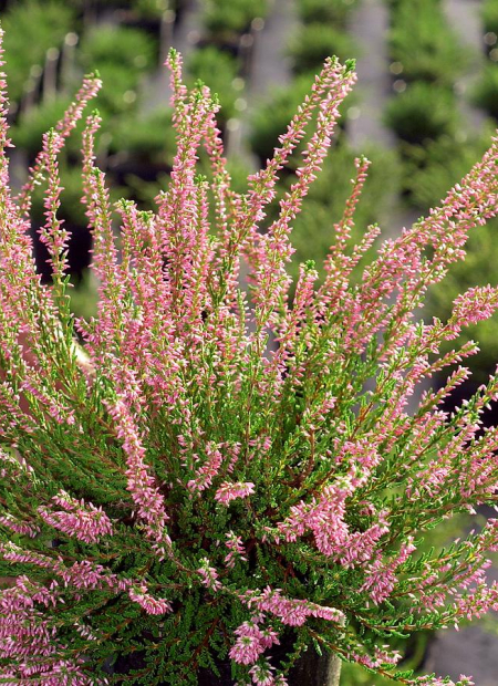 © Hortival Diffusion - Tous droits réservés