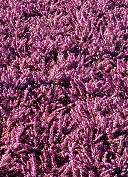 © Hortival Diffusion - Tous droits réservés