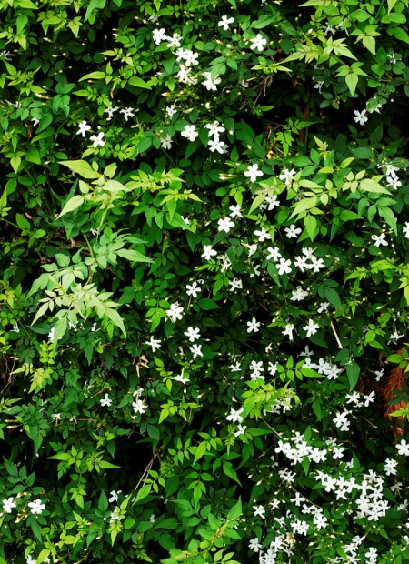 © Hortival Diffusion - Tous droits réservés