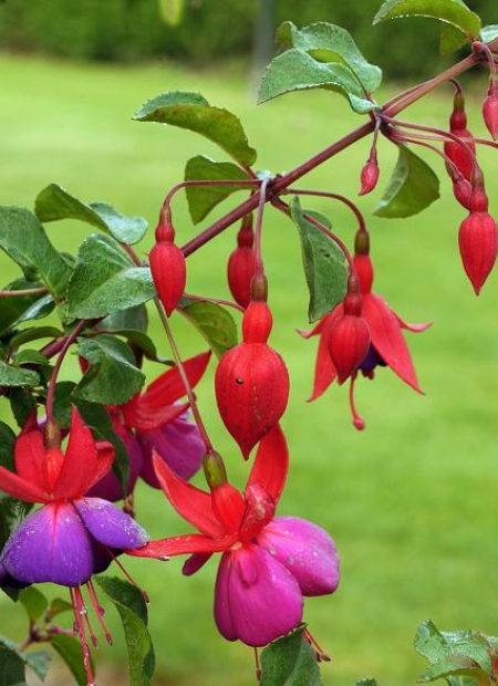 © Hortival Diffusion - Tous droits réservés