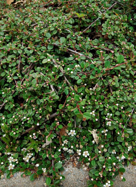 © Hortival Diffusion - Tous droits réservés