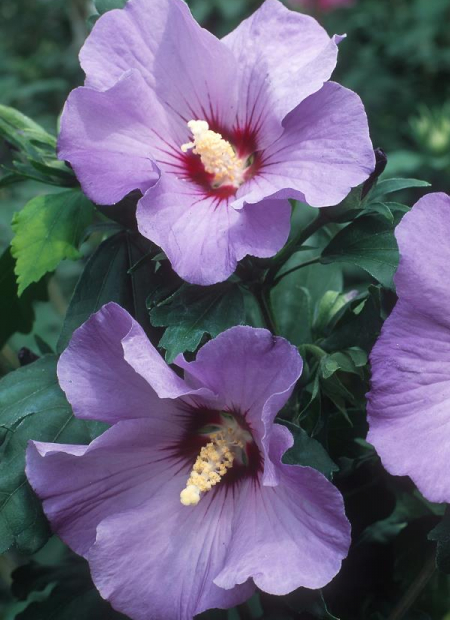 © Hortival Diffusion - Tous droits réservés