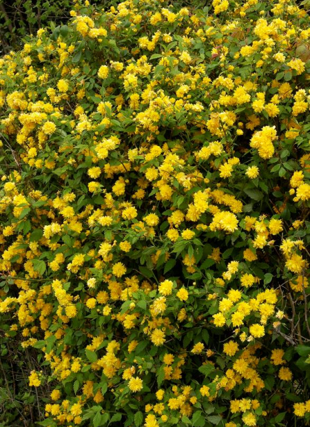 © Hortival Diffusion - Tous droits réservés