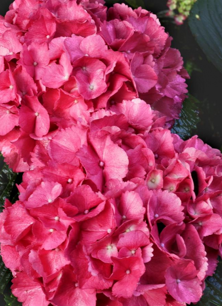 © Hortival Diffusion - Tous droits réservés