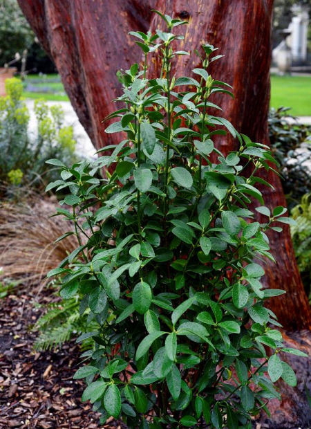 © Hortival Diffusion - Tous droits réservés