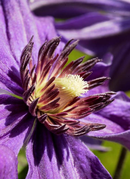 © Hortival Diffusion - Tous droits réservés