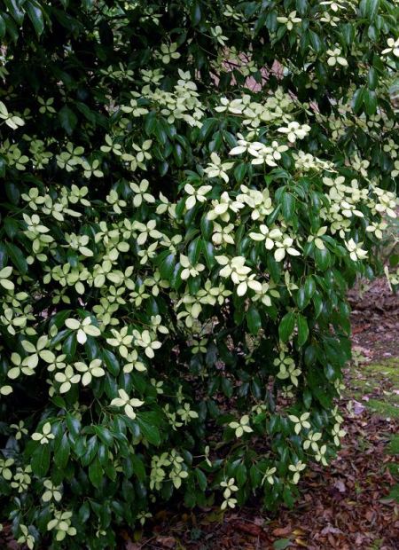 © Hortival Diffusion - Tous droits réservés