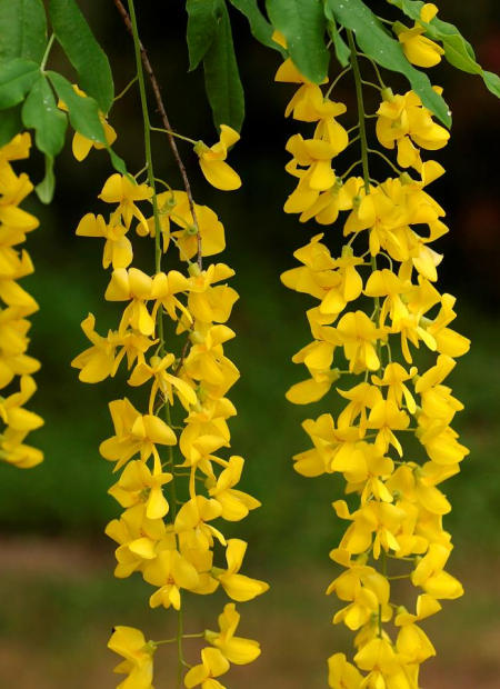 © Hortival Diffusion - Tous droits réservés