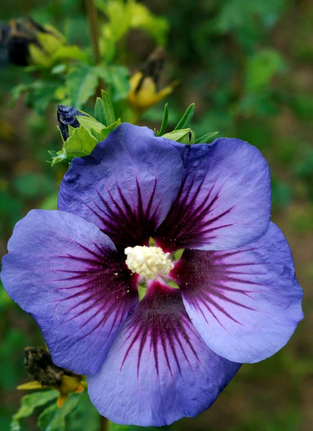 © Hortival Diffusion - Tous droits réservés