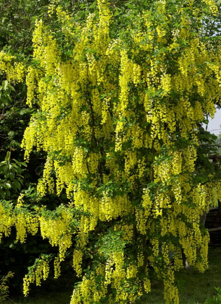 © Hortival Diffusion - Tous droits réservés