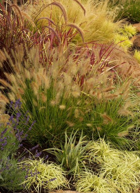 © Hortival Diffusion - Tous droits réservés