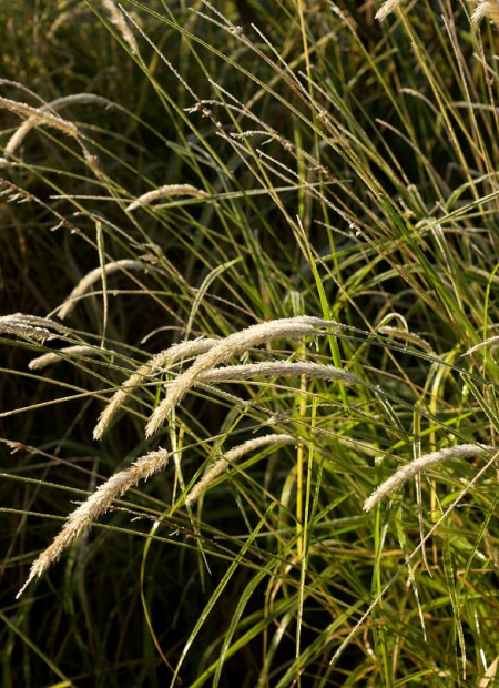 © Hortival Diffusion - Tous droits réservés