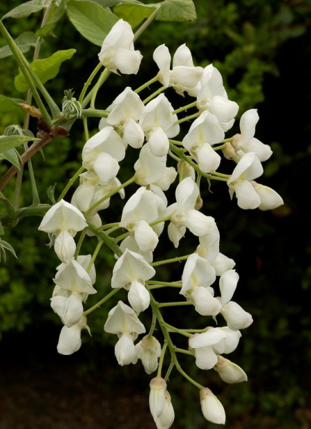 © Hortival Diffusion - Tous droits réservés