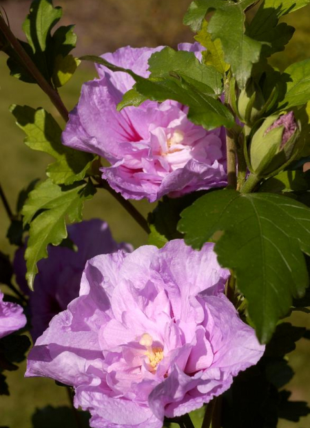 © Hortival Diffusion - Tous droits réservés